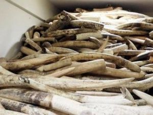 В Якутии мужчина хотел купить нож с рукояткой из бивня мамонта и узнал в нем свое же имущество