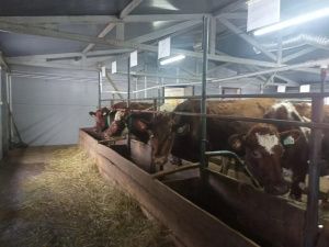 В Якутии выявлен и устранен очаг заболевания пастереллёзом