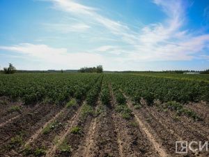 Народные приметы на Миронов день 2023: что нельзя делать 21 августа