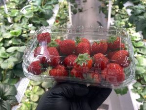 В Якутске айтишник стал клубничным фермером