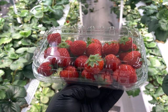 В Якутске айтишник стал клубничным фермером