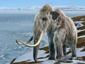 Ученые выяснили, от чего вымерли последние мамонты на Земле