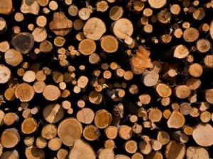 В Алданском районе предприятие незаконно вырубило лесные насаждения