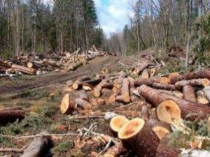 В Якутии поймали мужчин, подозреваемых в незаконной рубке деревьев