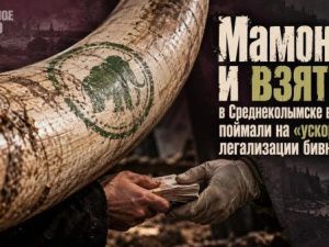 Мамонты и взятки: в Среднеколымске ветврача поймали на «ускоренной» легализации бивней