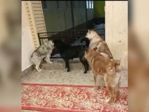 В Нюрбе организовали отлов безнадзорных животных после скопления стаи собак возле школы