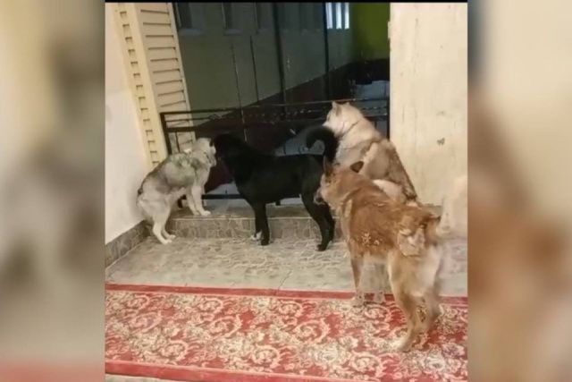 В Нюрбе организовали отлов безнадзорных животных после скопления стаи собак возле школы