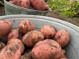 Экс-министр – попой к верху