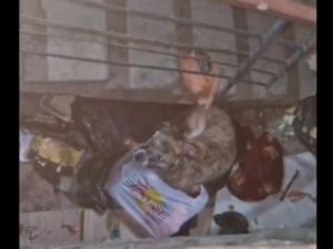 В Якутске зооволонтеры спасли умирающую от голода собаку в наморднике