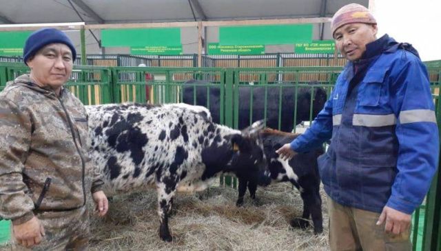 На ВДНХ представят коров и лошадей якутской породы