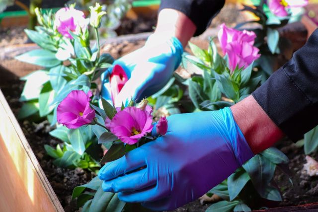 Осужденные увлеклись цветочным делом