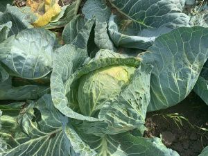 Уборочная кампания в Хангаласском улусе продолжается