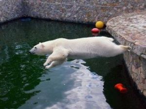 Медведицу Хаарчаану посетители питерского зоопарка заставили прыгать за мороженым