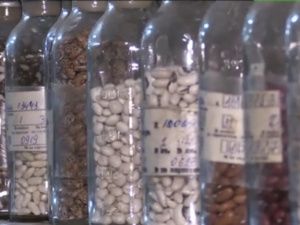 В криохранилище в Якутске разместят семена растений из зарубежных стран