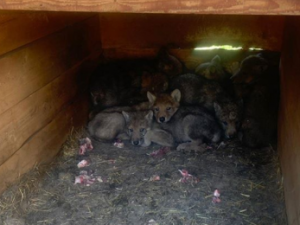 В Таттинском районе ищут приют для волчат