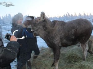 В Якутии ищут приют подросшему лосенку Бэчэ