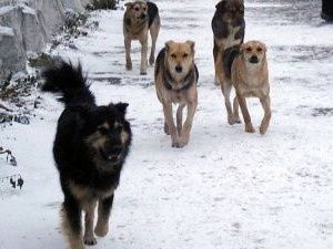 В Ленском районе на школьника напала стая собак. Ребенок в реанимации