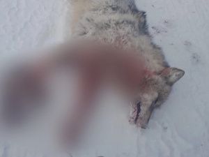 В 40 км от села Бярийе добыли волка. Сообщается о трех стаях, замеченных недалеко от деревни