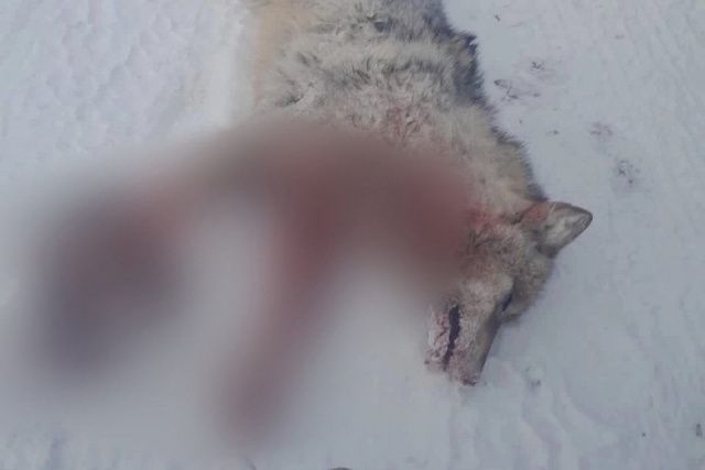 В 40 км от села Бярийе добыли волка. Сообщается о трех стаях, замеченных недалеко от деревни