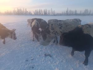 Пенсионер из Верхнеколымского района построил купольный дом на Крайнем Севере