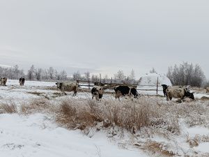 Пенсионер из Верхнеколымского района построил купольный дом на Крайнем Севере