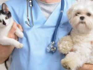 В Якутске и пригородах пройдет вакцинация собак и кошек