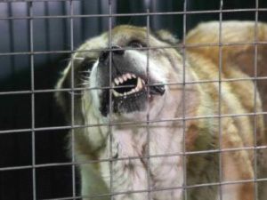 Прокурорская проверка: собак в Якутске меньше не становится!