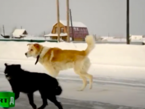 Убийство животных в ППЖ Якутска стало одной из тем документального фильма Russia Today