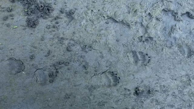 В Верхнеколымском районе полицейские застрелили медведя, напавшего на сторожа авиаобъекта