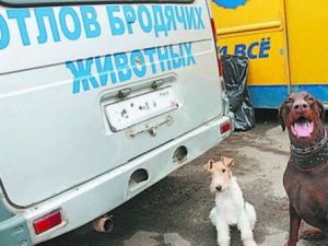 В Якутии вводится новое понятие в обращении с безнадзорными животными