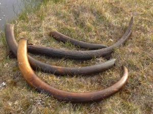 19 человек задержаны за незаконный сбор бивней мамонта