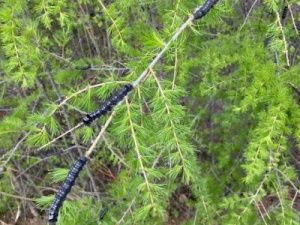 В Якутии подтвердилось нашествие сибирского шелкопряда