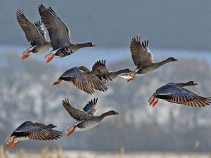 У фанатов охоты в Якутии начинается жаркий сезон
