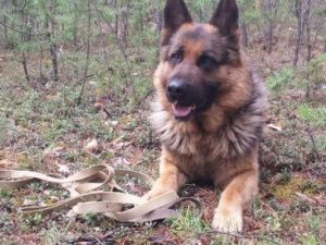 В Якутске служебная собака помогла поймать подозреваемых в краже