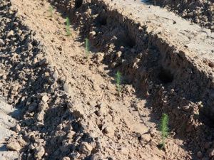 Сотрудники уголовно-исполнительной инспекции УФСИН приняли участие во Всероссийском экологическом субботнике «Зеленая Россия»