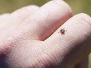 В Якутии клещи с опасными инфекциями укусили 4 человек