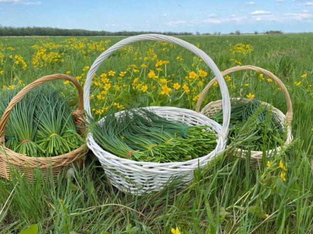 Начался сезон сбора зеленого лука