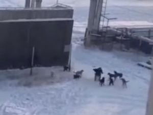 В Якутске стая собак напала на женщину