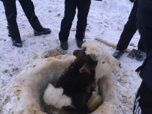 В Якутии спасли бычка, провалившегося в прорубь