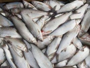 В Якутии увеличились объемы вылова и производства рыбной продукции