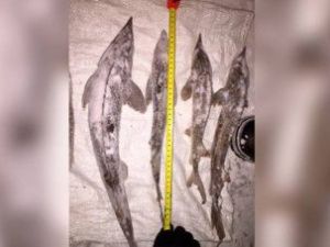 В Усть-Алданском улусе мужчину осудили за незаконное рыболовство с взысканием 10 млн рублей ущерба