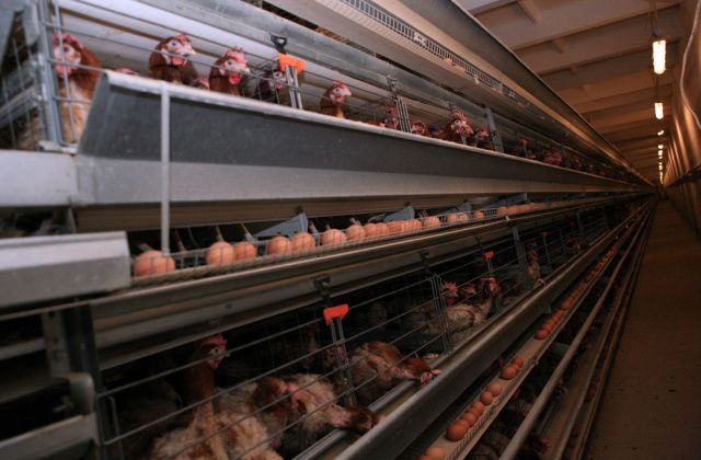 В Нерюнгринском районе закрывают птицефабрику