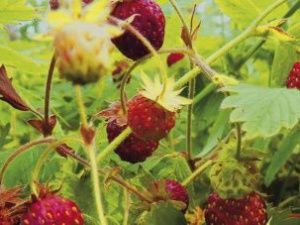 В Якутии установлены сроки сбора ягод и кедровых орехов