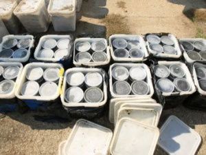 Житель Якутска с двумя сообщниками незаконно добыл рыбу и икру на 117,5 миллиона рублей