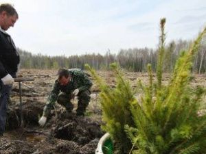 Первый в Якутии питомник саженцев создадут для восстановления лесов региона