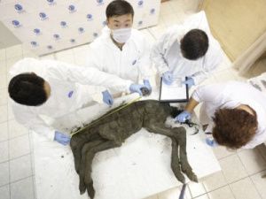 Ученые СВФУ и фонда Sooam продолжают совместные исследования по клонированию древнего жеребенка