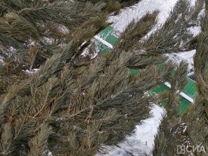 «Пышные или миниатюрные»: в Якутске началась продажа живых елей и сосен к Новому году
