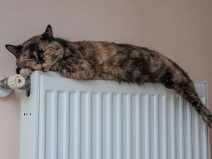 Что делать, если вам не дали отопление