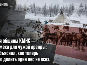 Земля общины КМНС — не помеха для чужой аренды: суд объяснил, как теперь можно делить один лес на всех