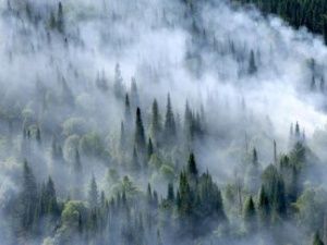 Житель Среднеколымского района стал виновником лесного пожара с ущербом на сумму более 28 млн. рублей